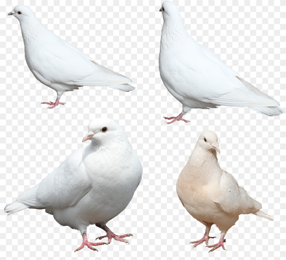 Nobacks Com Isolated White Pigeon Sitting, Animal, Bird, Dove Png
