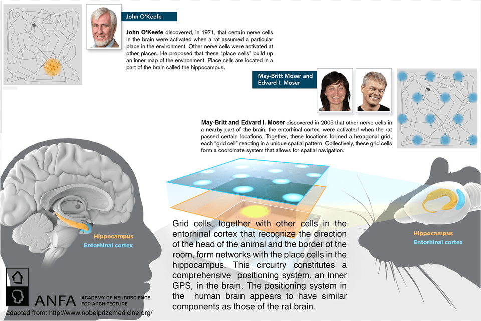 Nobel Prize Preview At Anfa 2014 Feature Slider Nobel Positioning System Of Brain, Advertisement, Poster, Person, Page Png
