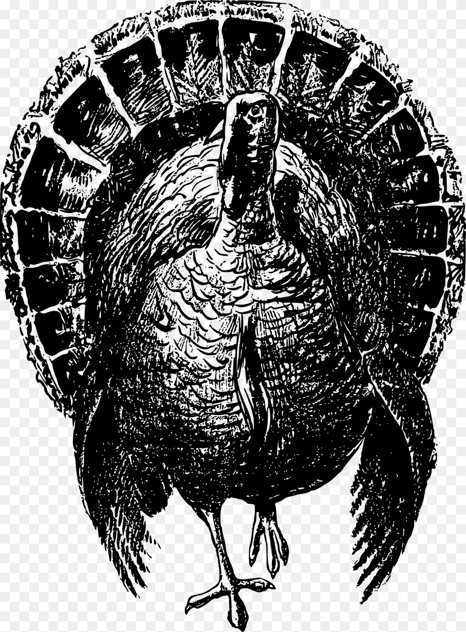 Nobel Turkey Clip Arts Black And White Wild Turkey, Gray Free Png