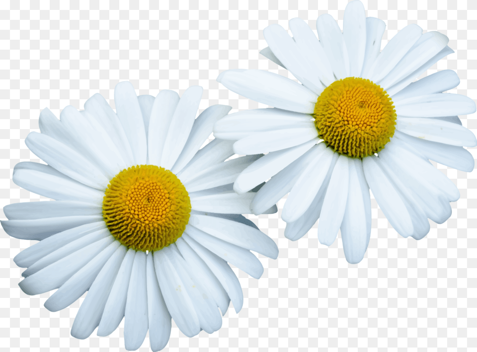 Nobile Bunga Daisy, Flower, Plant, Petal Free Png