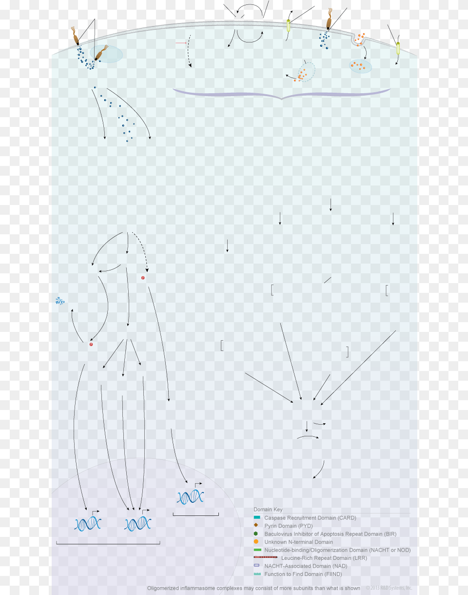 Nod Like Receptor Signaling Pathways Sketch, Chart, Plot, Animal, Bird Free Transparent Png