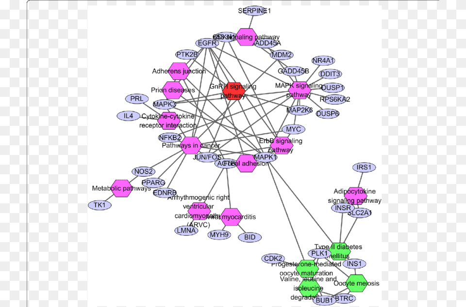 Nodes Linking The Enriched Kegg Pathway By Hub Genes Clusterone Inc, Network Png