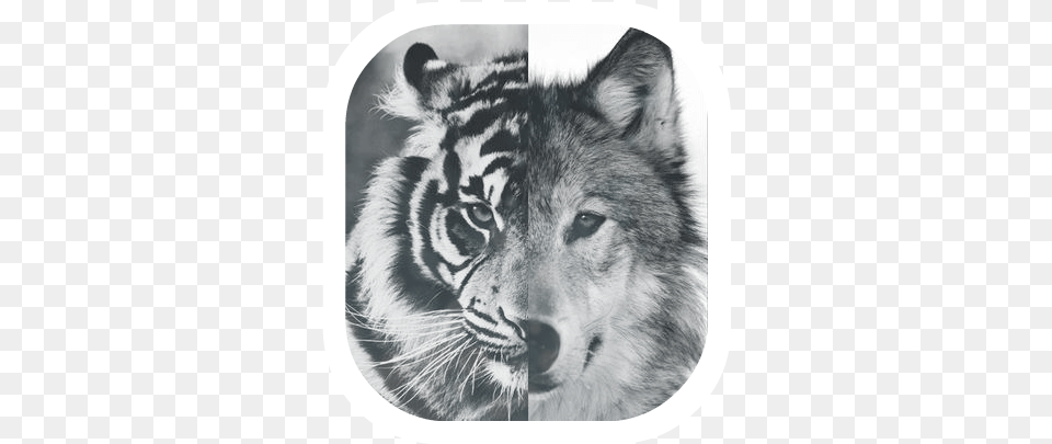 Noice S6 Case Samsung Galaxy S6 Hard Case Viwell 2015 New, Animal, Mammal, Tiger, Wildlife Png Image