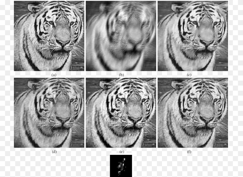 Noisy Blurred Image Deconvolution, Animal, Mammal, Tiger, Wildlife Png