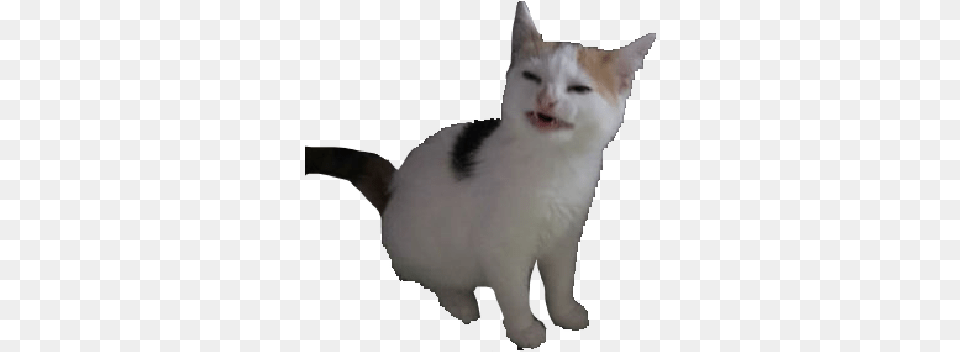 Nolikecat Discord Emoji Cat Meme Angora, Animal, Mammal, Pet Free Transparent Png