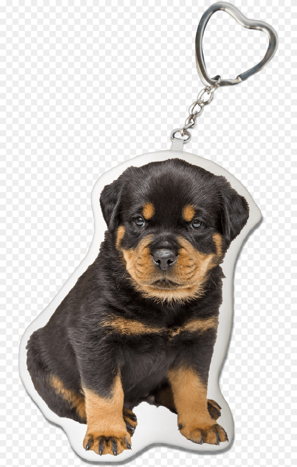 Nomes Para Cachorro Rottweiler, Animal, Canine, Dog, Mammal Png