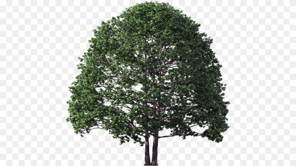 Non Flowering Plants Pine Tree, Oak, Plant, Sycamore, Tree Trunk Png Image