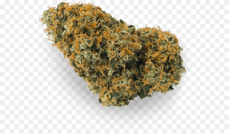 Non Vascular Land Plant, Weed Png Image