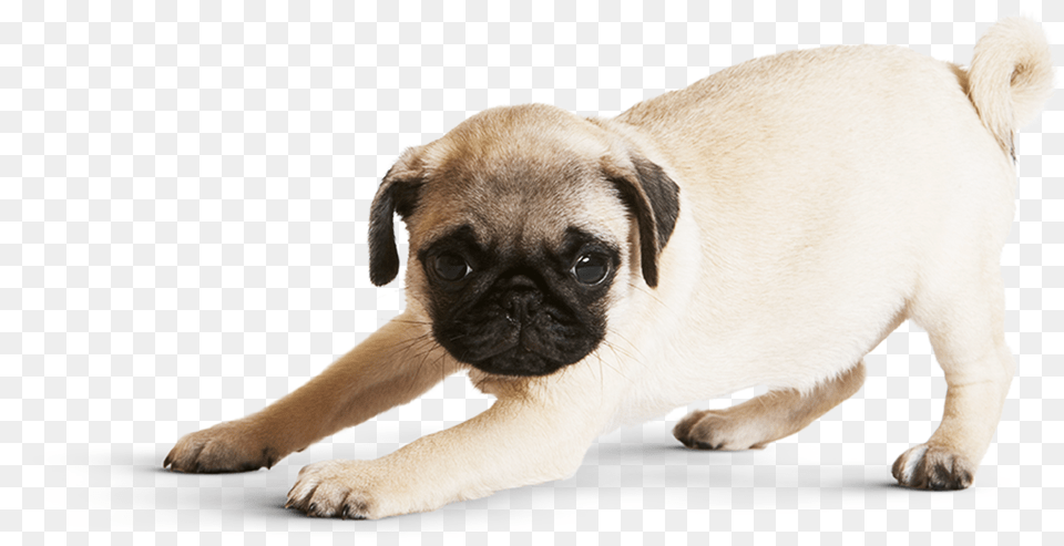 Non Wrinkly Pug, Animal, Canine, Dog, Mammal Png Image