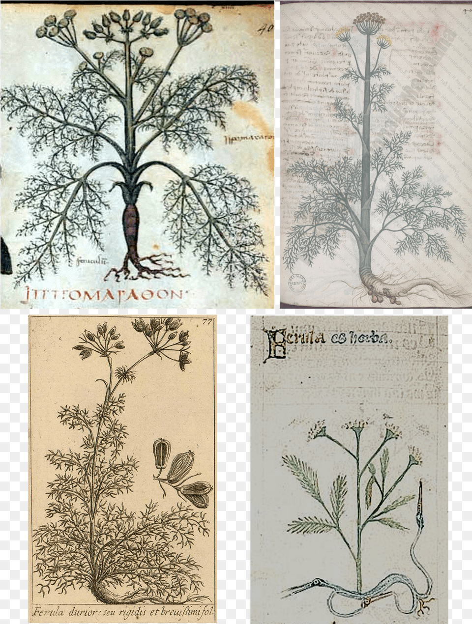 None Of These Images Gives A Clue As To Why Spurs American Aspen, Plant, Herbal, Herbs, Art Free Transparent Png