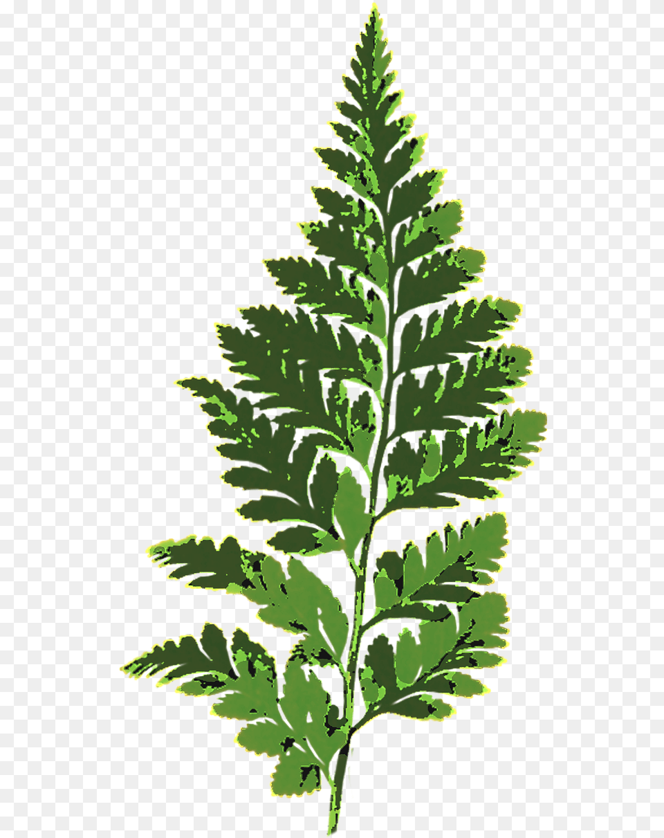 Nonvascular Plants On Clipart, Fern, Leaf, Plant, Herbs Free Png