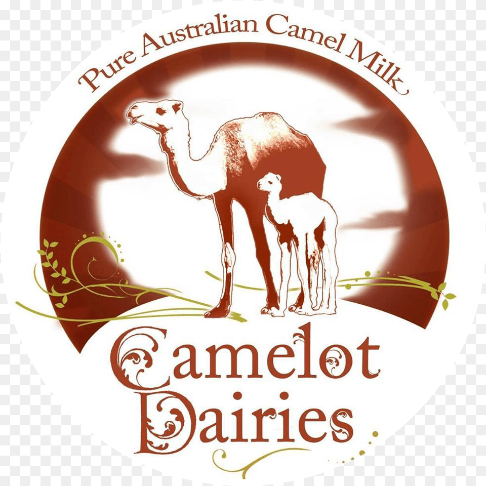 Noosa Camel Rides Arabian Camel, Animal, Mammal, Livestock, Sheep Png