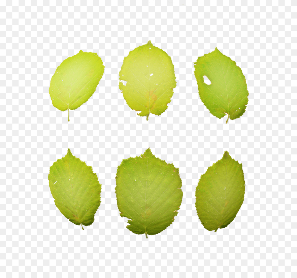 Nopal, Leaf, Plant, Tree, Annonaceae Png Image