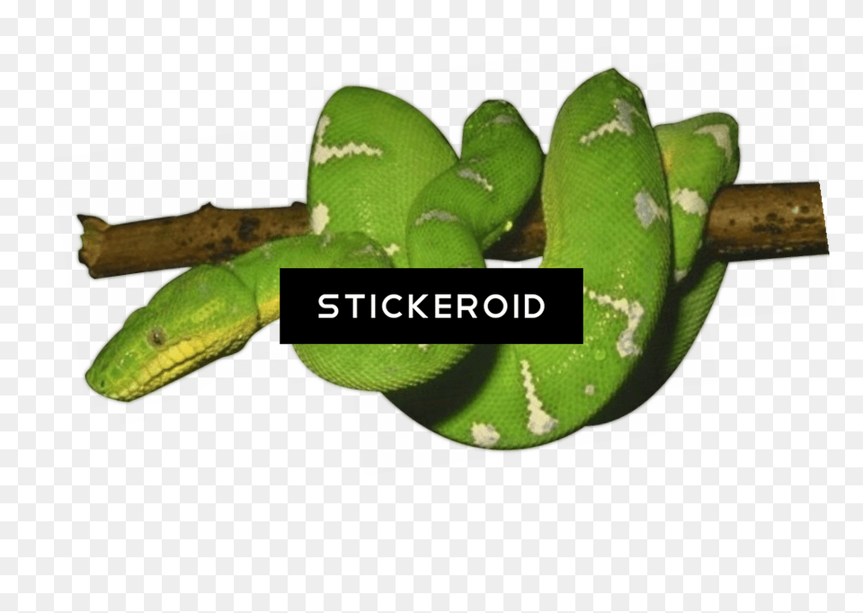 Nopal Green Snake Transparent Background, Animal, Reptile, Ball, Sport Png