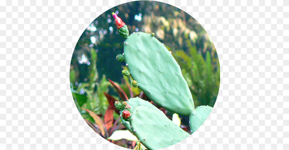 Nopales Nopal, Plant, Cactus Free Png