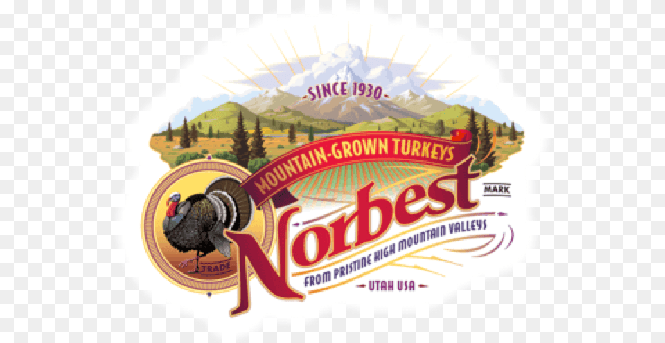 Norbest Turkey, Animal, Bird, Adult, Bride Free Transparent Png