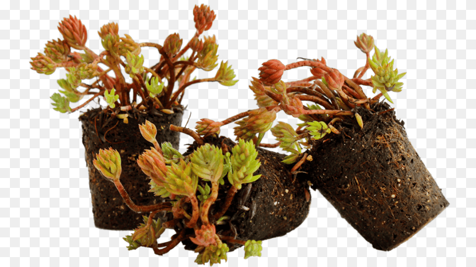 Nordestprati Sedum Alveolo Flowerpot, Vase, Tree, Pottery, Potted Plant Free Transparent Png