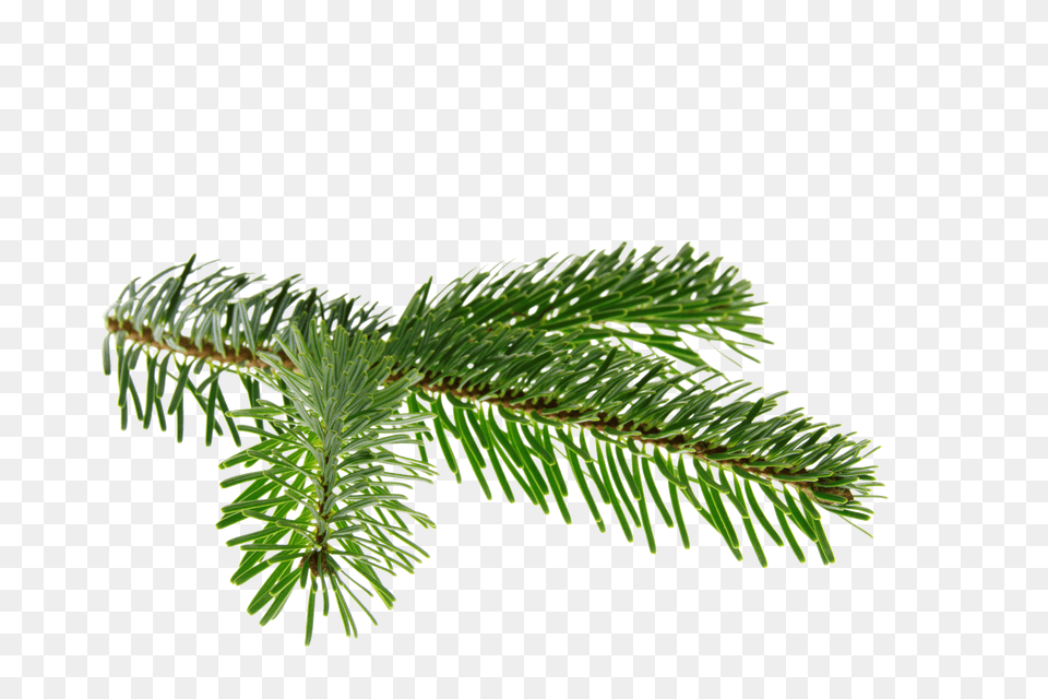 Nordmann Fir Clip, Conifer, Pine, Plant, Tree Free Transparent Png
