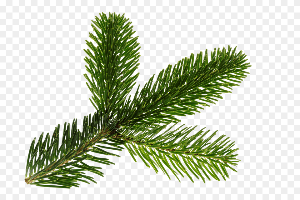 Nordmann Fir Clip, Logo, Symbol Free Transparent Png