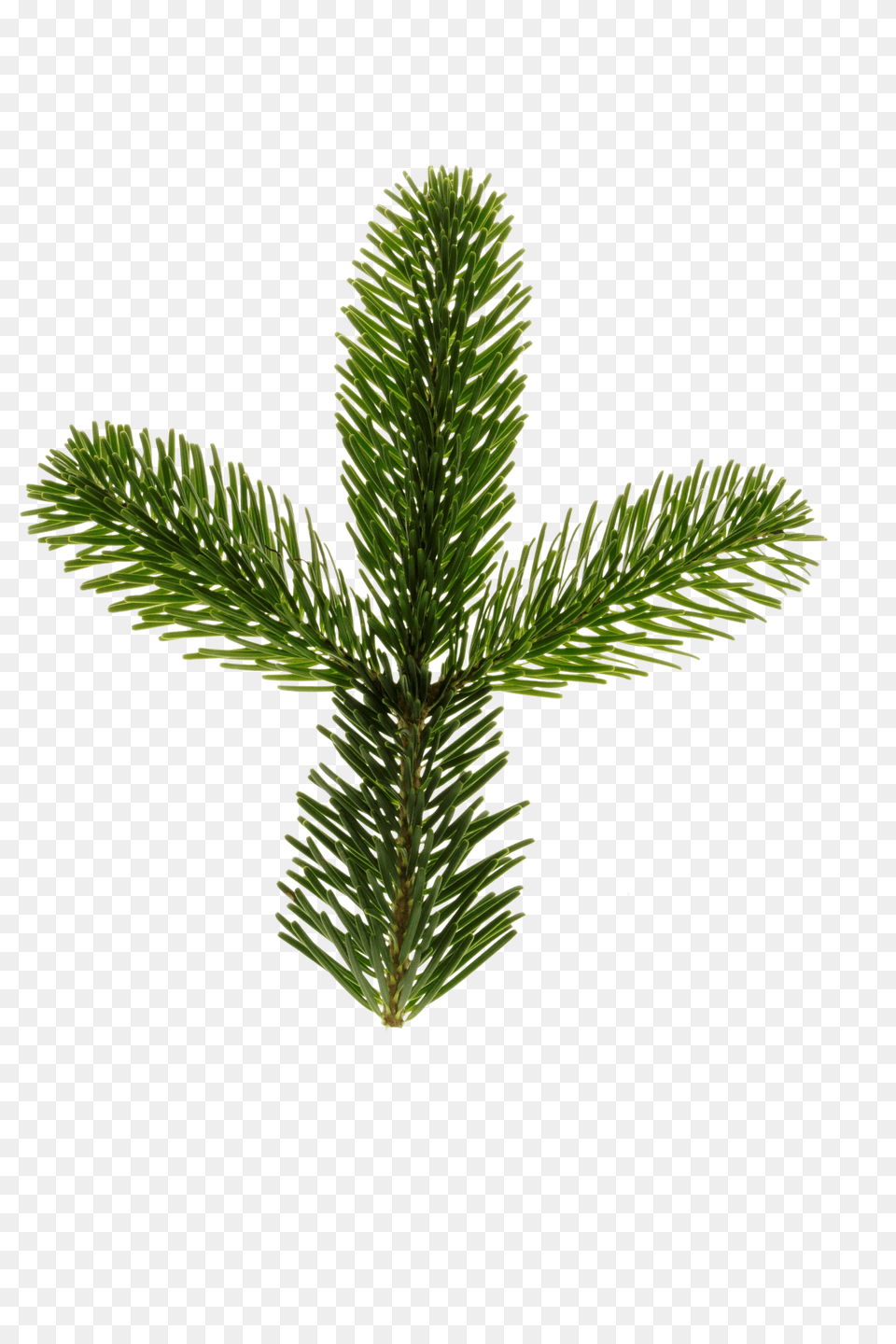 Nordmann Fir Clip, Conifer, Plant, Tree, Pine Png Image