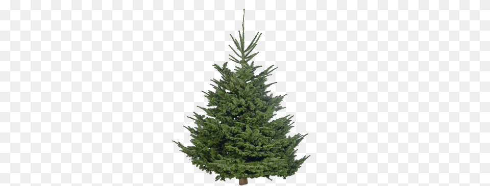 Nordmann Fir Christmas Tree Real, Pine, Plant Free Transparent Png