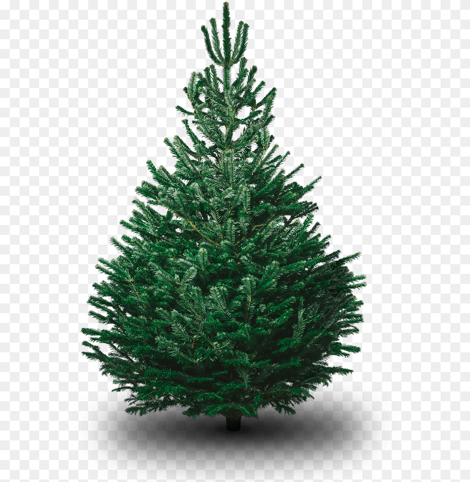 Nordmann Fir Fir Tree, Pine, Plant, Christmas, Christmas Decorations Free Png