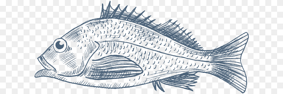 Nordsee Snapper, Animal, Fish, Sea Life, Perch Png Image