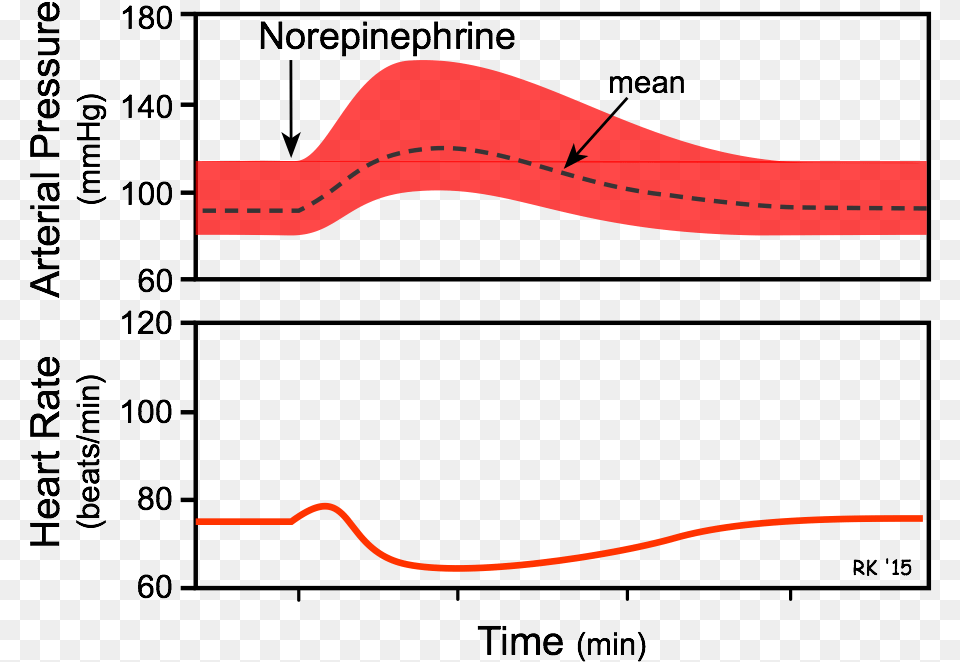 Norepinephrine Effect On Heart Rate, Accessories, Strap, Baseball Cap, Cap Free Png