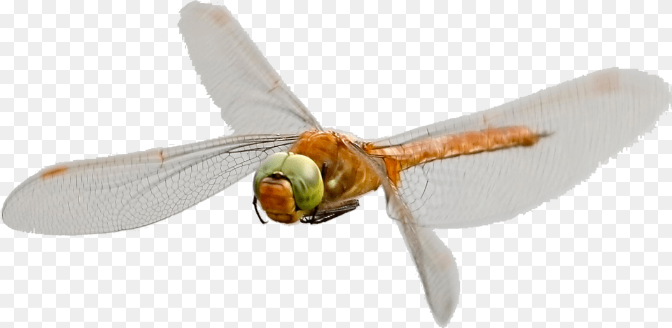 Norfolk Hawaker Dragonfly Hawker Dragonflies, Animal, Insect, Invertebrate Free Png Download