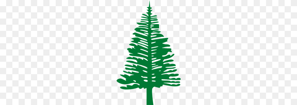 Norfolk Island Leaf, Plant, Tree, Fir Free Png Download