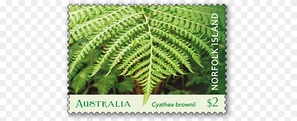 Norfolk Island Tree Fern Australia Post Vertical, Plant, Leaf, Blackboard Free Png Download