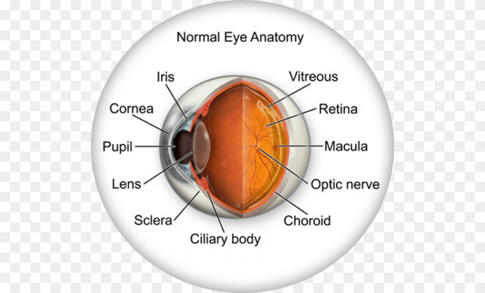 Normal Anatomy Of Eye, Cup, Disk Free Png Download