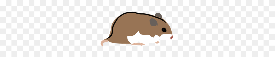 Normal Chinese Hamster, Animal, Mammal, Rodent, Pet Png
