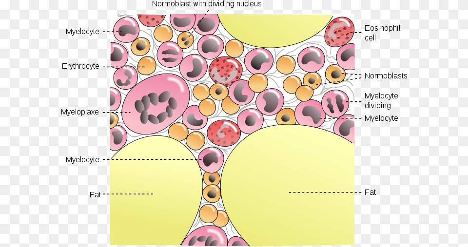 Normal Fat Bone Marrow, Pattern Png Image