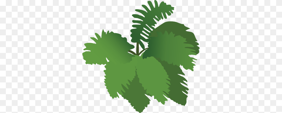 Normal Ian Symbol Fern Plants Vector, Green, Herbal, Herbs, Leaf Png Image