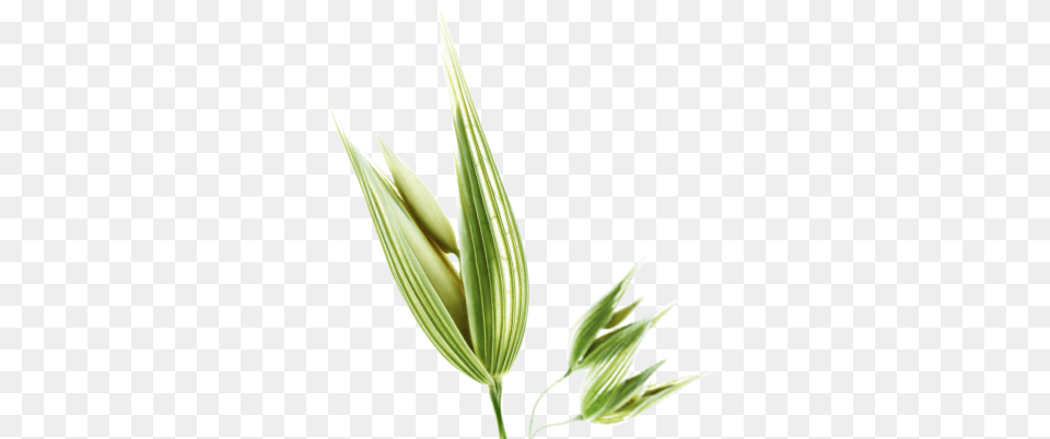Normal To Oily Hair Cash Crop, Bud, Flower, Grass, Leaf Free Transparent Png