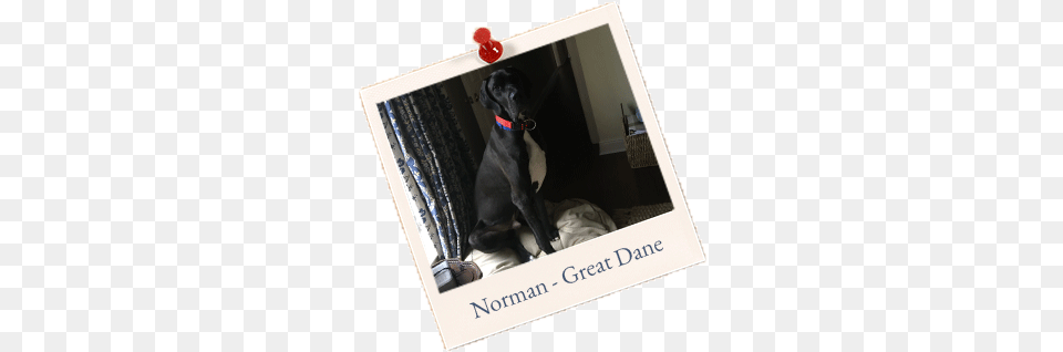 Norman Great Dane U2013 North Orange Animal Hospital Dobermann, Canine, Dog, Mammal, Pet Free Png