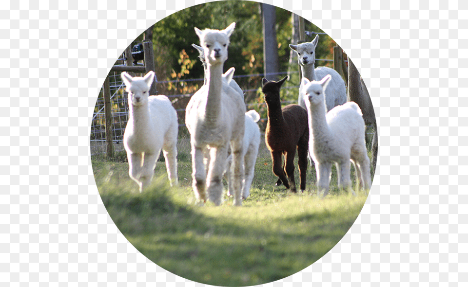 Norrngens Alpacka, Animal, Antelope, Livestock, Llama Free Transparent Png