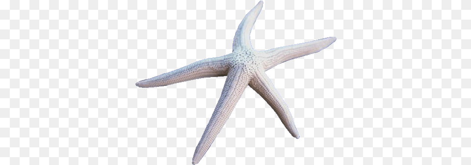 North 11th St Starfish, Animal, Sea Life, Invertebrate, Fish Free Png