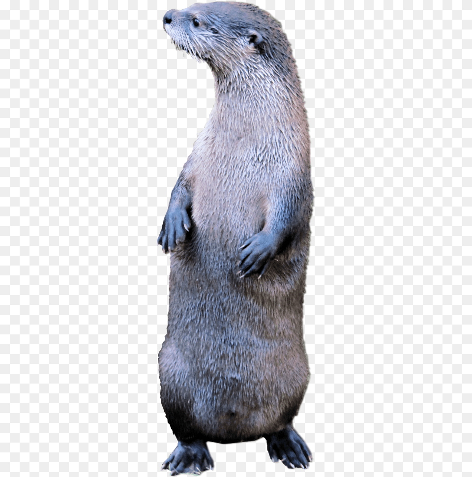 North American River Otter, Animal, Mammal, Rat, Rodent Png