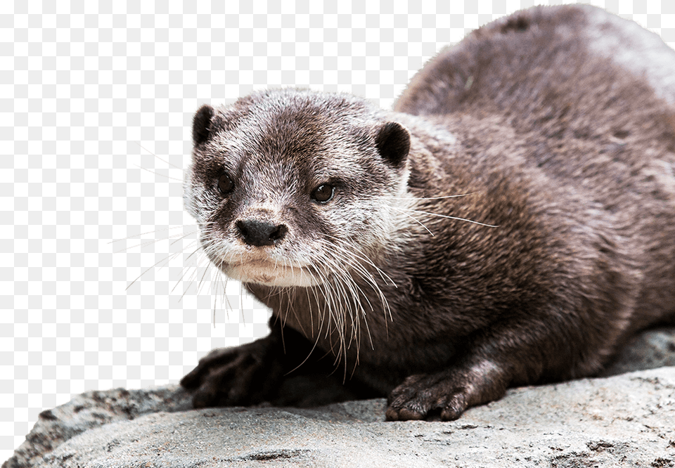 North American River Otter Asian Small Clawed Otter At Zoo, Animal, Bear, Mammal, Wildlife Png