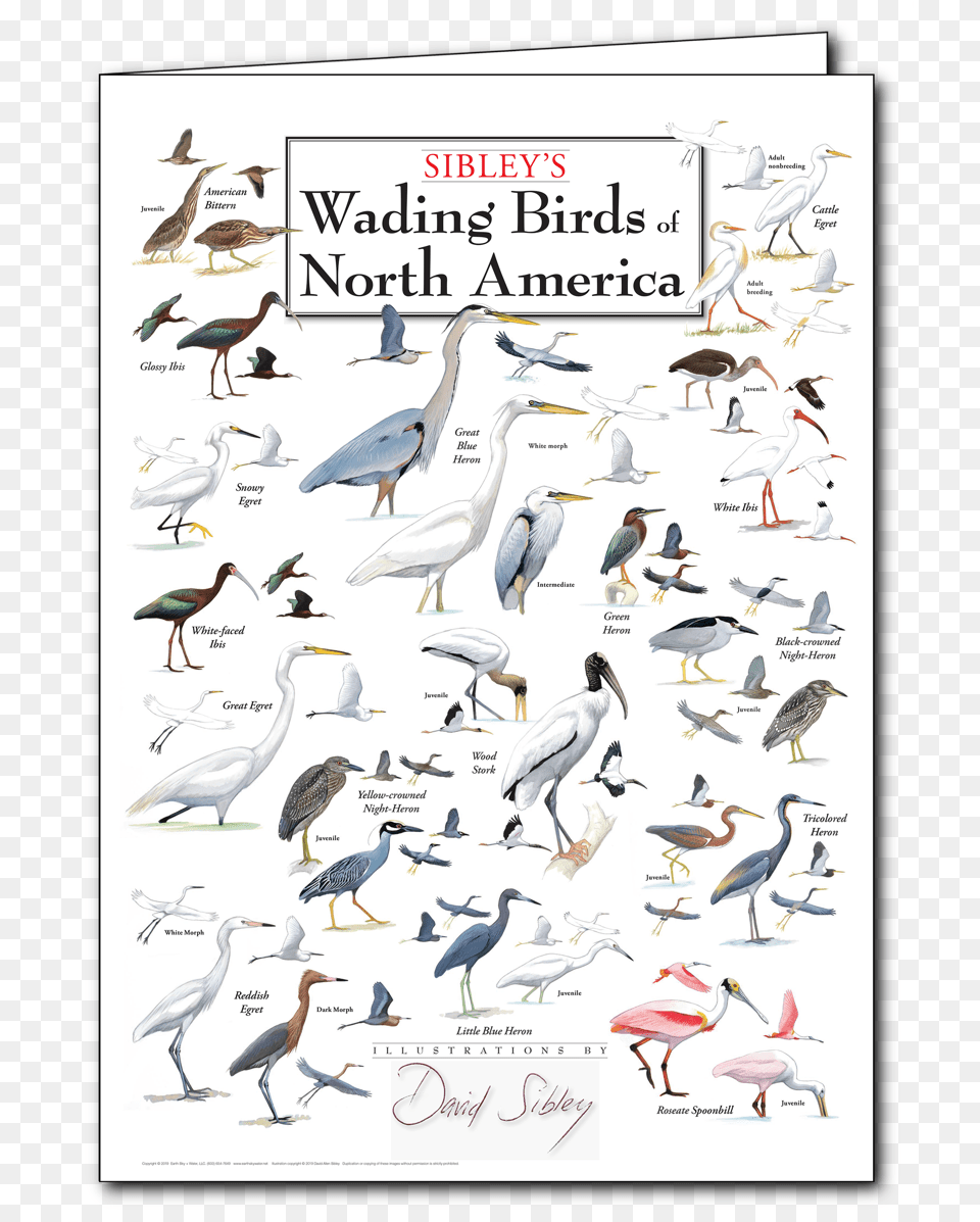 North American Water Birds, Animal, Bird, Waterfowl, Heron Png