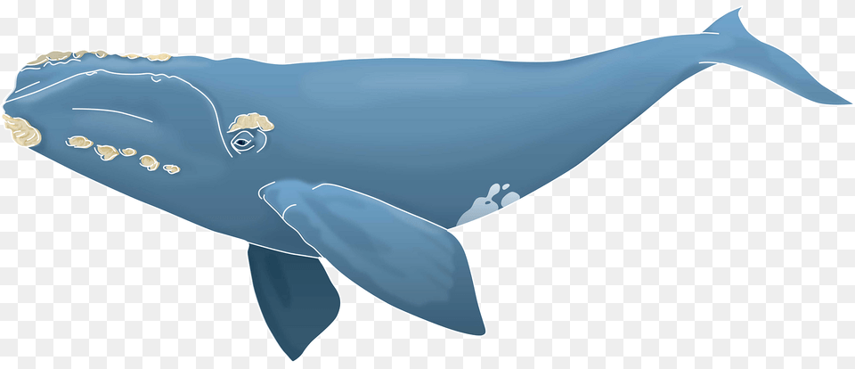 North Atlantic Right Whale Clipart, Animal, Mammal, Sea Life, Fish Png