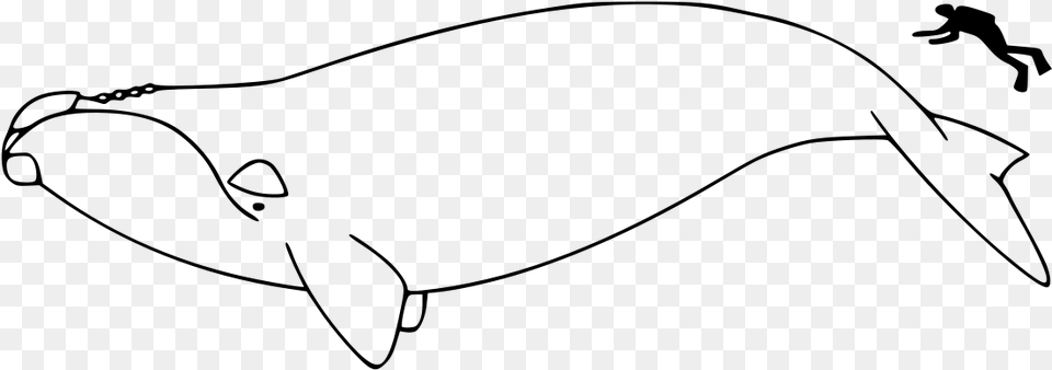 North Atlantic Right Whale Outline, Gray Png Image