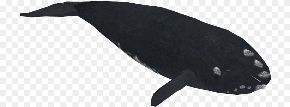 North Atlantic Right Whale Whale, Animal, Mammal, Sea Life, Fish Png