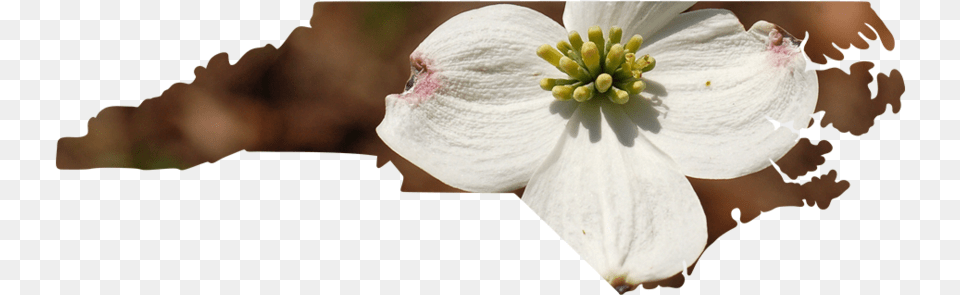 North Carolina Cherry Blossom, Pollen, Flower, Geranium, Plant Free Png Download