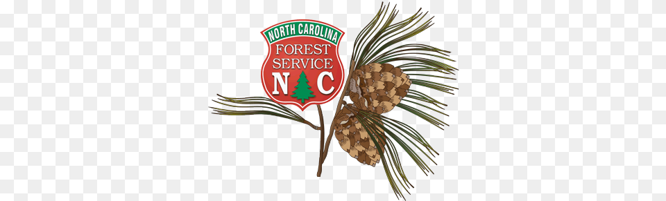 North Carolina Educational State Forests Nc Forest Service Logo, Plant, Tree, Conifer, Symbol Free Transparent Png