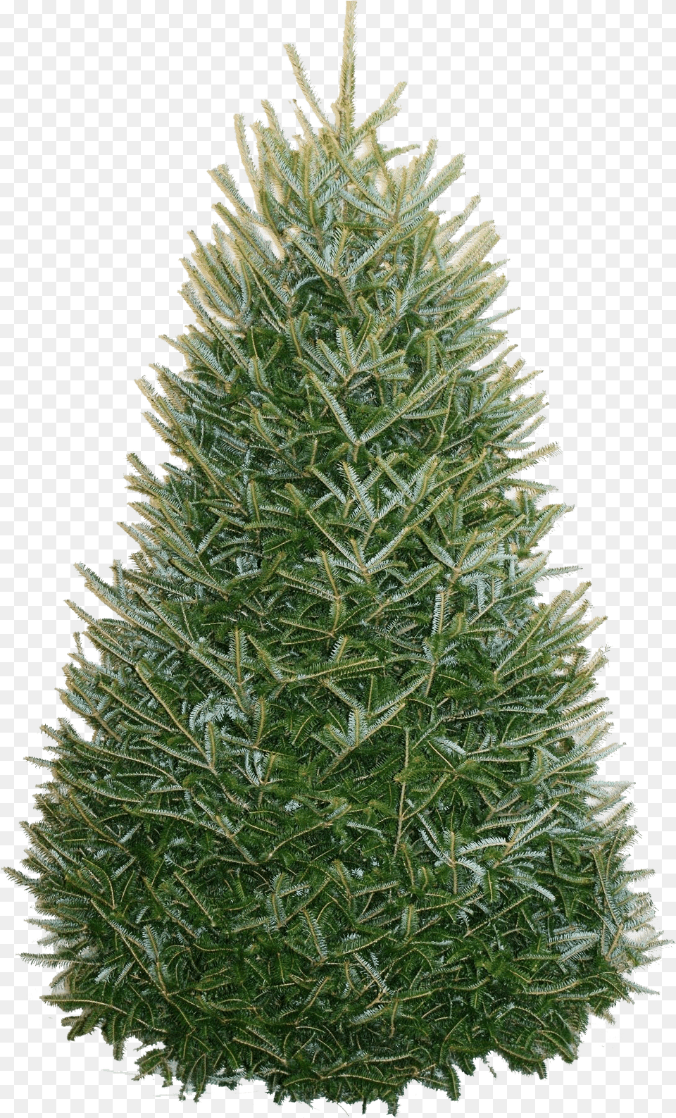 North Carolina Fraser Fir, Plant, Tree, Pine, Christmas Free Transparent Png