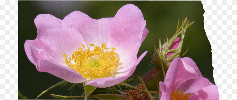 North Dakota Rosa Canina, Anemone, Anther, Flower, Geranium Png Image