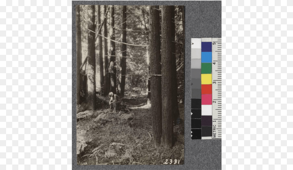 North Fork Of Gualala Grove, Land, Nature, Outdoors, Plant Png